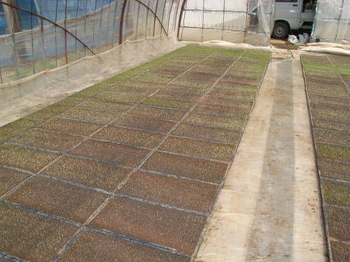 無肥料・自然栽培のササニシキの苗作り