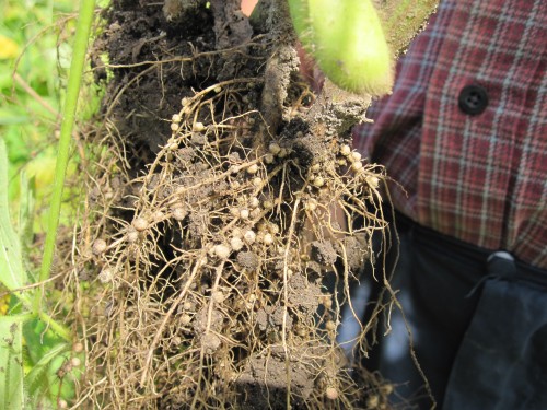 秋場農園の大豆は根粒菌がたくさんです。