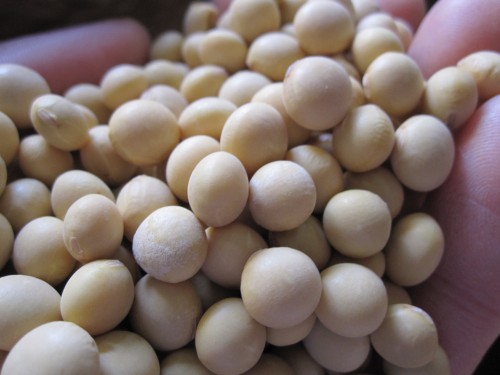 石川県の武田様の自然栽培大豆