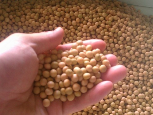 自然栽培の大豆