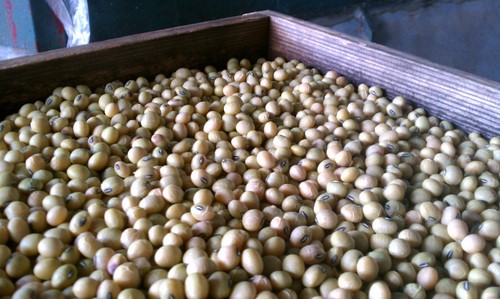 蔵つき麹菌の大豆