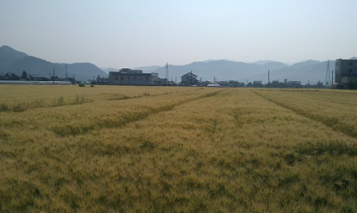 福井県の大麦