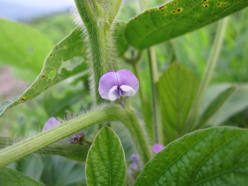 大豆の花は播種後約40日で可憐に咲く マルカワみそのスタッフブログ