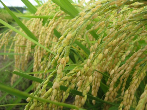 ササニシキの稲の画像