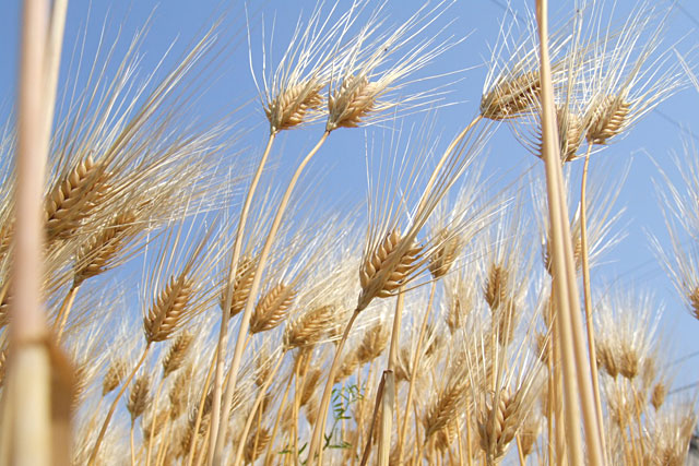 麦は米より水をよく吸う穀物だ