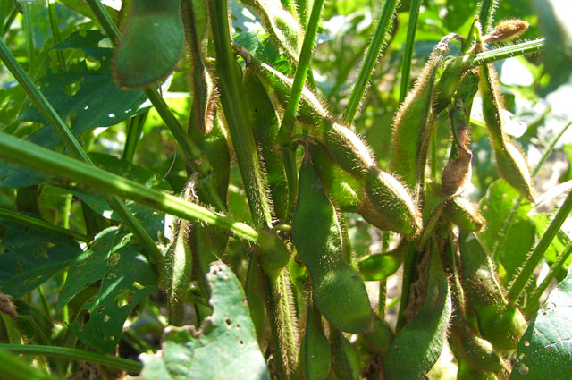 自然栽培で作ったマルカワ産地の枝豆が今年もできました(2012年)